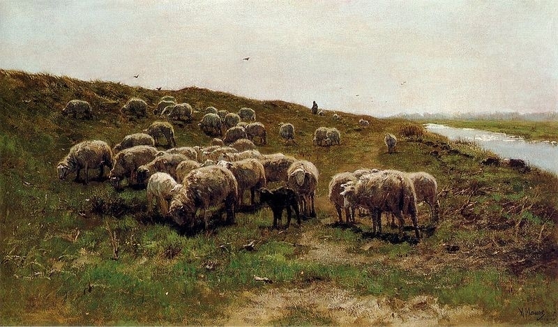 Mauve Sheep on a dike
