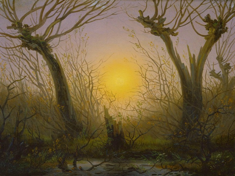 Friedrich Willow bush in low sunlight