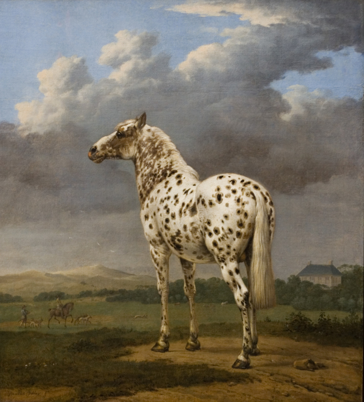 Potter The spotted horse