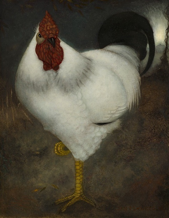 Mankes White rooster