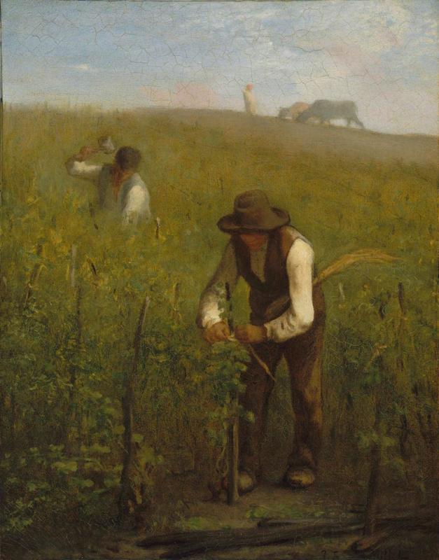 Millet In the vineyard