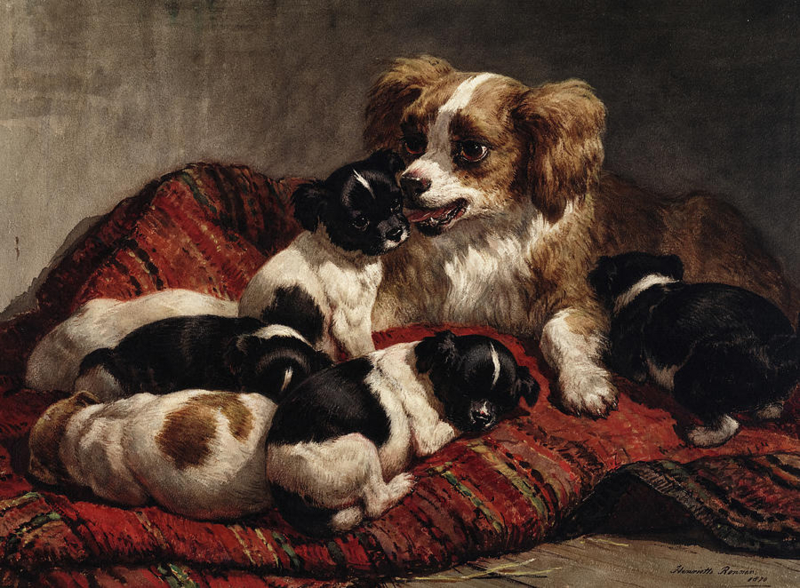 Ronner-Knip Dog with puppies
